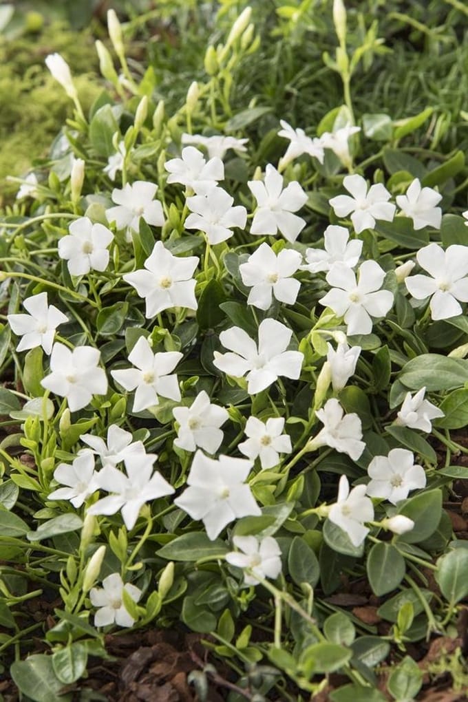 Vinca Minor Gertrude Jekyll - Set van 12 - Kleinbladige Maagdenpalm - Pot P9 - Witte Bloem