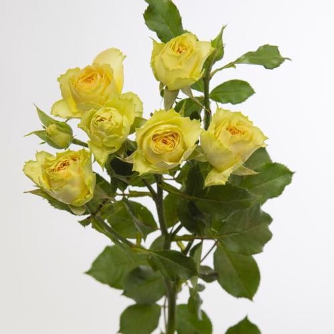 10x Rosa bandolero 50cm