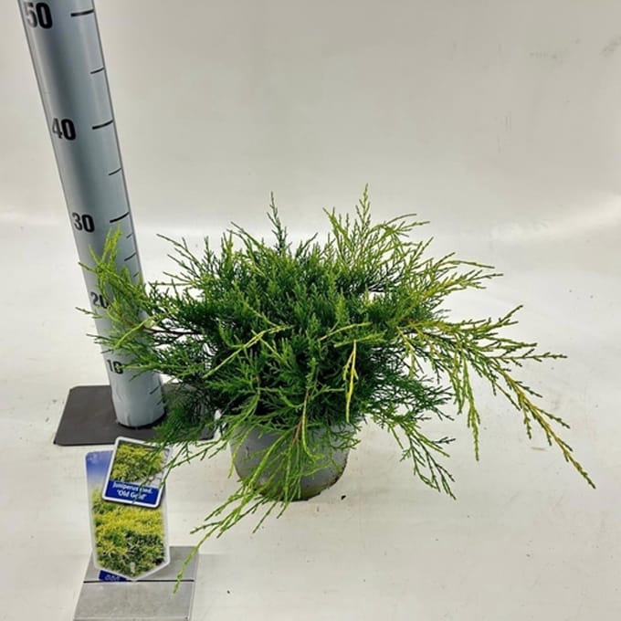 Juniperus media (pfitzeriana) ‘Old Gold’ - Jeneverbes | 25-30 cm pot
