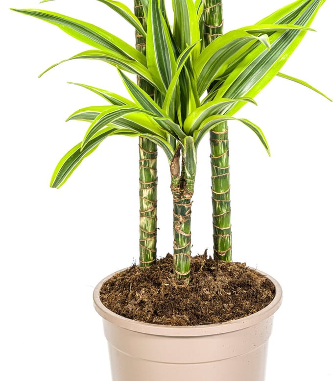 Dracaena Deremensis Lemon Lime Ø24cm - 140cm