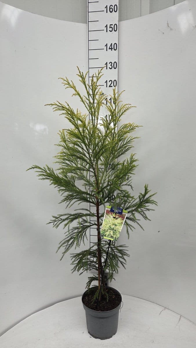 Cryptomeria j. ‘Hongarian Gold’ - Japanse ceder | 110-120 cm pot