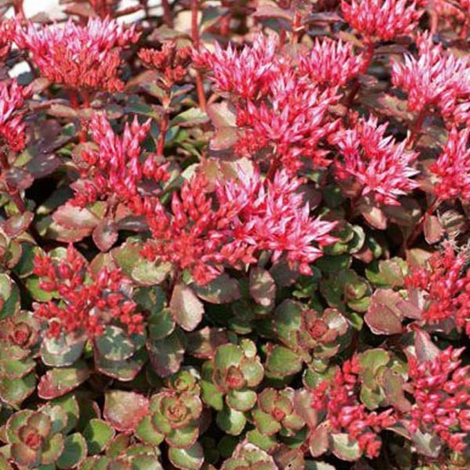 6 x Sedum Spurium 'Fuldaglut' - Vetkruid pot 9x9cm