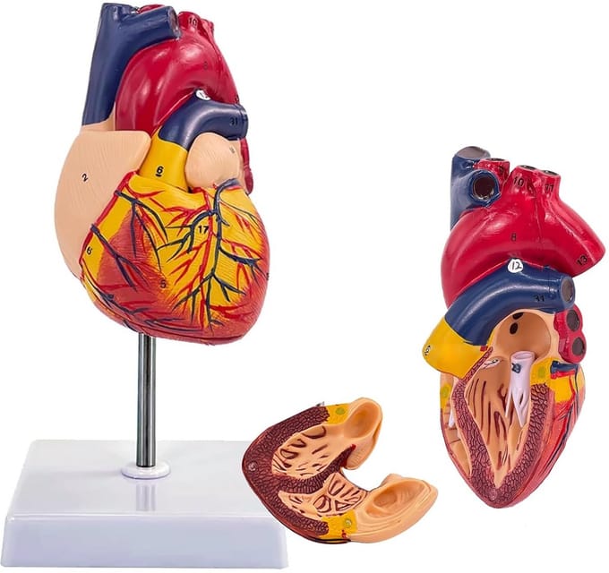 Anatomisch Hartmodel Levensgroot met 34 Markeringen voor Onderwijs en Studie