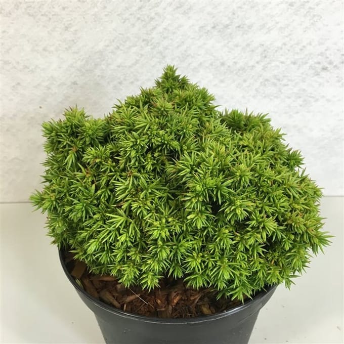 Cryptomeria j. ‘Tenzan' - Japanse ceder | 15-20 cm pot