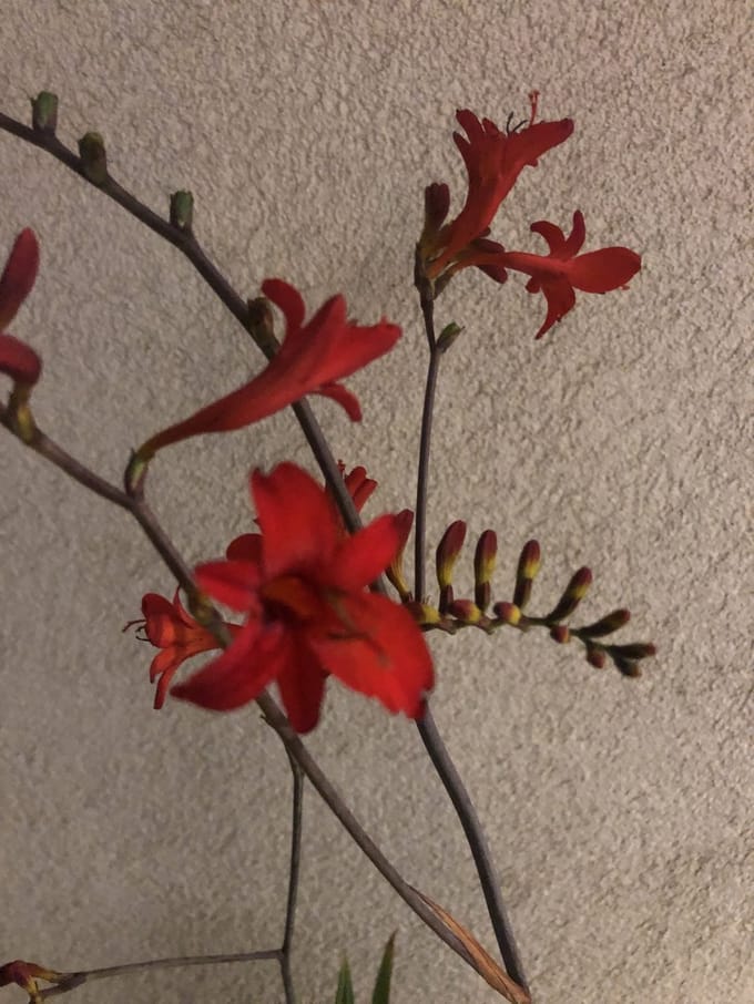 6x Montbretia - Crocosmia hybr. 'Lucifer' | 9x9 cm pot