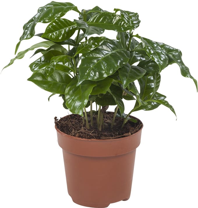Coffea Arabica - Hoogte 25cm - Pot 12cm