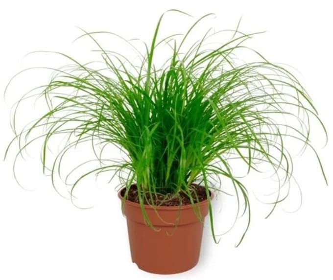 JUNAVERA Kattengras op basis van tarwekiemen | 12 cm pot | tot ca. 30 cm hoog