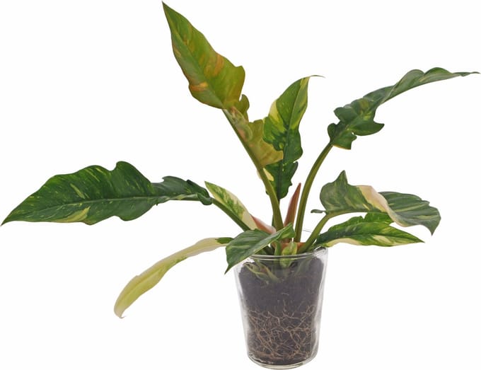 Philodendron Ring of Fire | 30cm | incl. glazen vaas