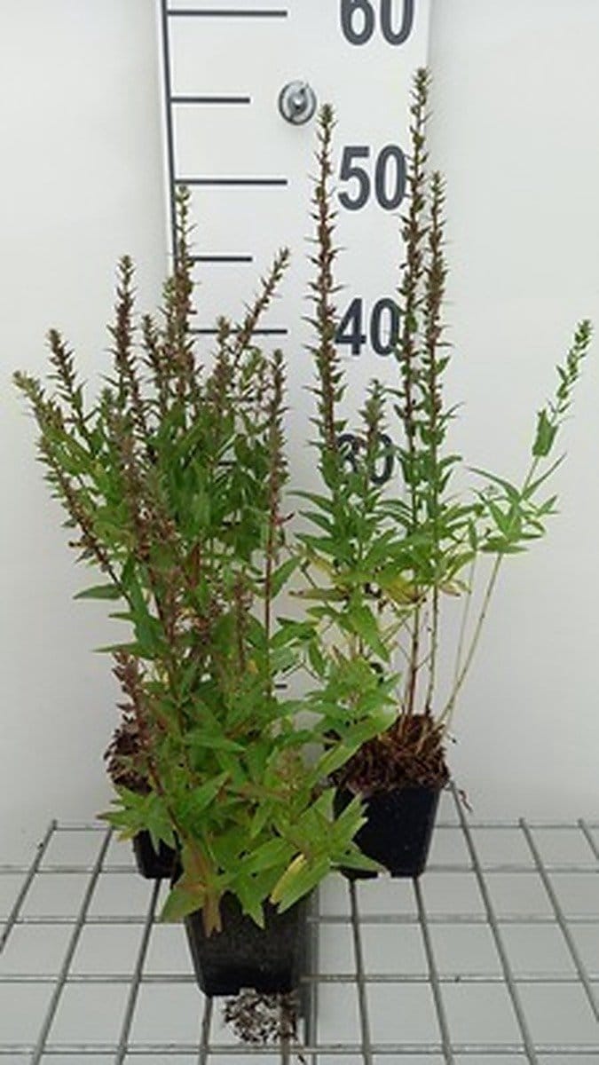 6x Kattenstaart - Lythrum sal. 'Robin' | 9x9 cm pot