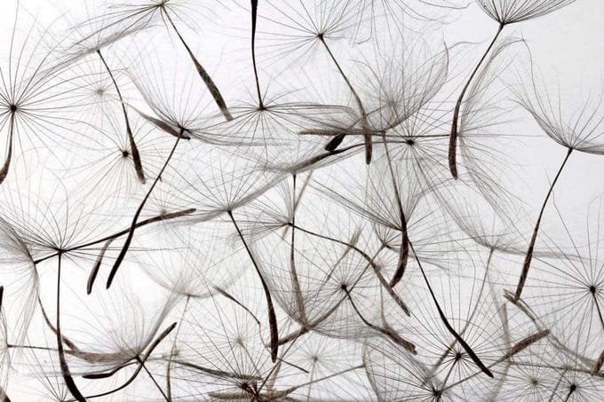 Fotobehang - Dandelion Seeds 375x250cm - Vliesbehang