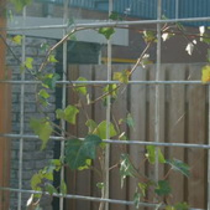 Intergard Betongaas betonmat schutting vuurverzinkt hedera 2x3m 5/100mm