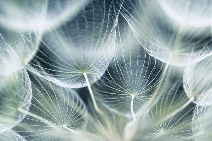 Fotobehang - Dandelion Macro 375x250cm - Vliesbehang