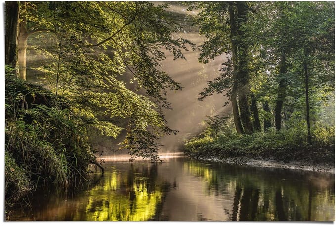 Poster Beek in het bos - 61 x 91,5 - Papier - REINDERS