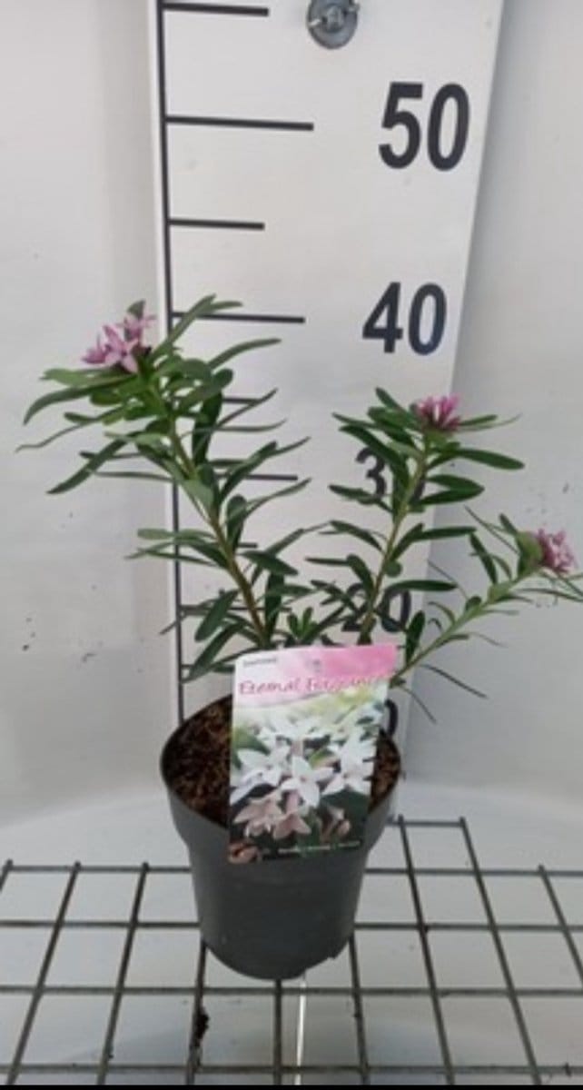 Daphne trans. 'Eternal Fragrance'® - Peperboompje 20- 25 cm in pot