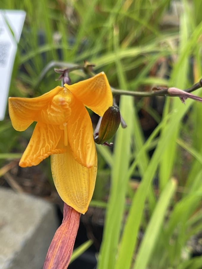 6x Daglelie - Hemerocallis hybr. 'Corky' | 9x9 cm pot