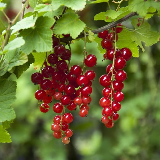 12 x Rode Bes - Ribes rubrum 'Jonkheer Van Tets' in C2(liter) pot met hoogte 50-60cm