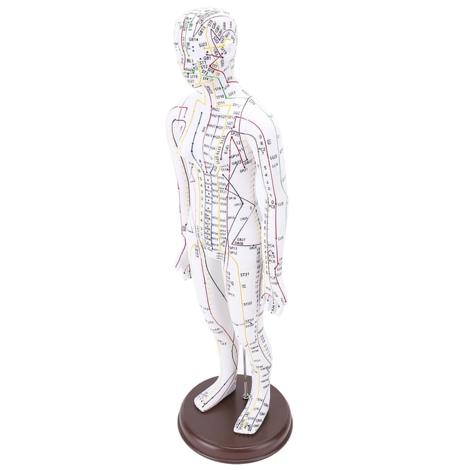 Modèle d'acupuncture 52 cm Modèle du corps humain Modèle d'acupuncture du corps entier avec base pour l'enseignement aux étudiants female version white