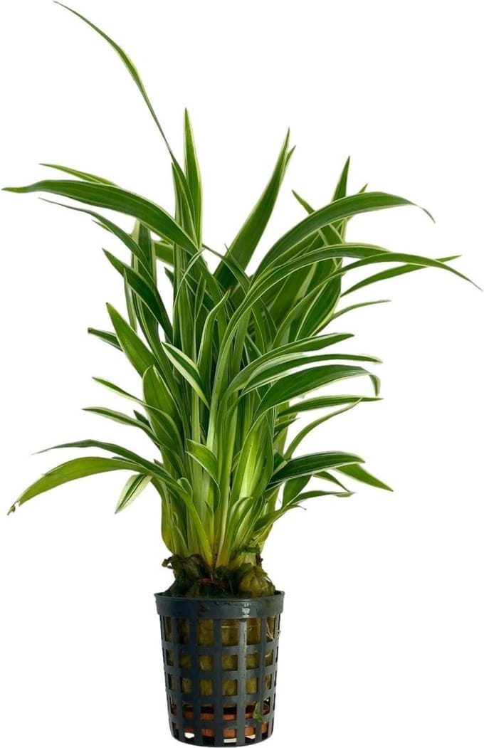 Moerings Chlorophytum Bichetii | Lintplant | in 5 cm pot