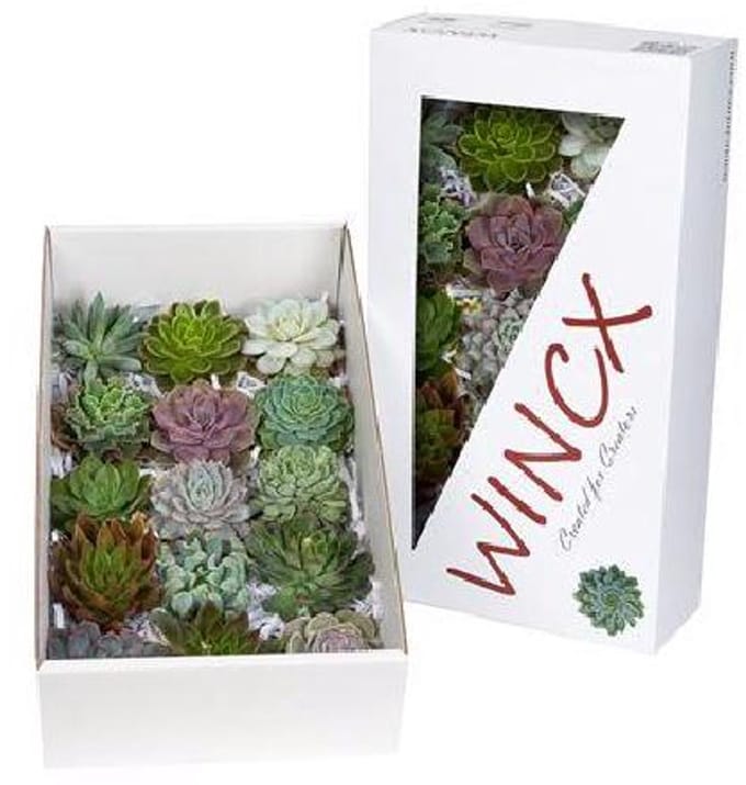 15x Echeveria mix var.wincx 10cm