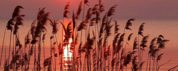 Fotobehang - Reed on Lake 375x150cm - Vliesbehang