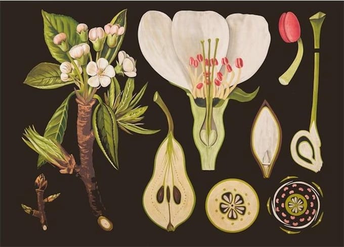 Wandplaat karton botanisch Peer 50x70cm