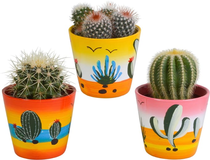 Bolcactus mix 8,5 cm | 3 stuks - in Mexicaanse pot