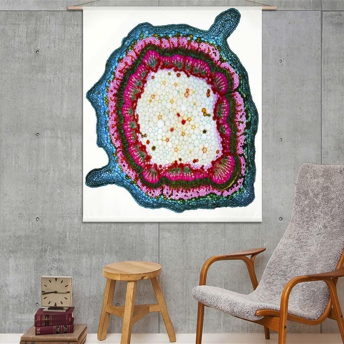 Wandkleed Microscopisch beeld - doorsnede van een plantenstengel I