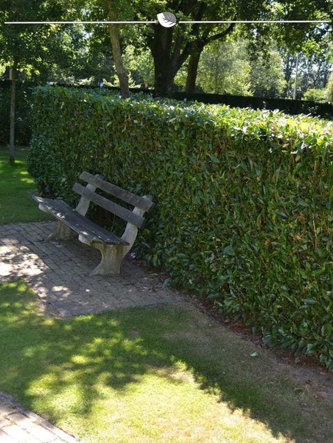 Laurier Prunus Herbergii 40-60 cm, 30x Haagplant
