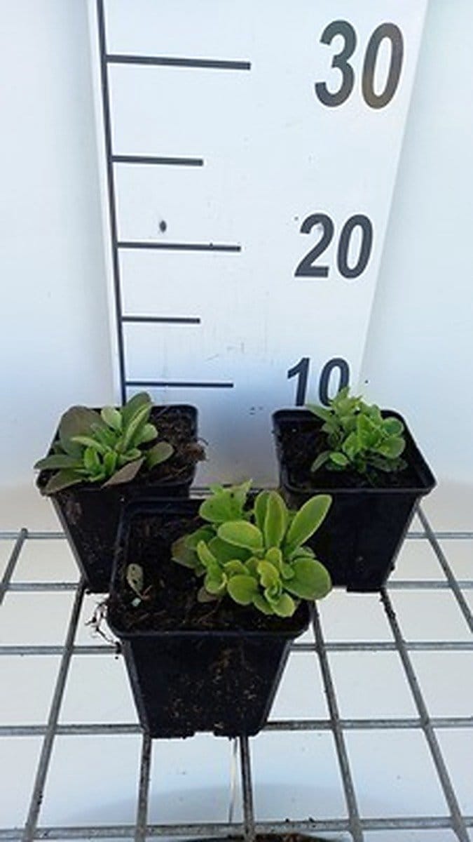 6x Vlambloem - Phlox stol. 'Blue Ridge' | 9x9 cm pot