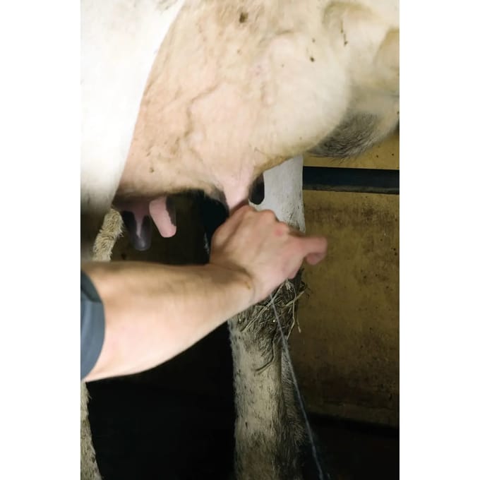 Uier wassen Septicare (x25)