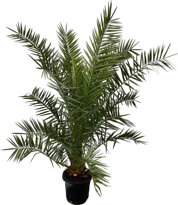 Dadelpalm 170cm, Phoenix Canariensis