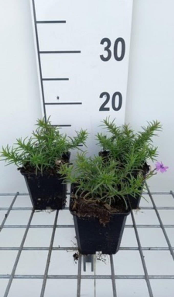6 x Phlox (s) 'Purple beauty' - Kruipphlox in pot 9 x 9 cm