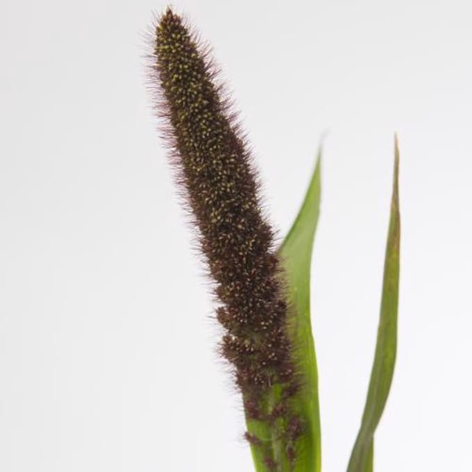 50x Gs setaria italica red jewel 80cm