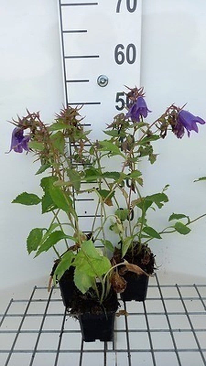 6x Klokje - Campanula hybr. 'Kent Belle' | 9x9 cm pot
