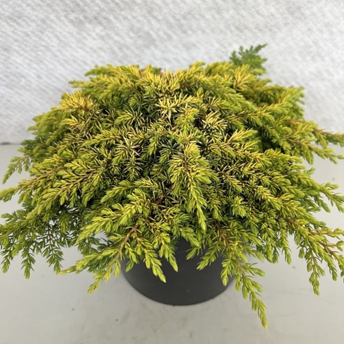 Juniperus comm. 'Lemon Carpet' - Jeneverbes | 25-30 cm pot