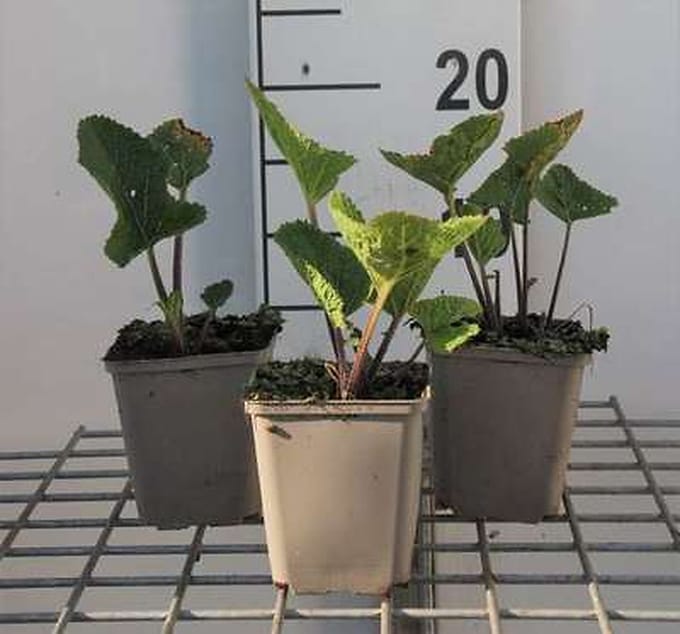 6x Crambe - Crambe cordifolia | 9x9 cm pot