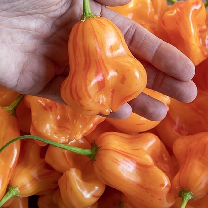 Peper zaden - Zebrange