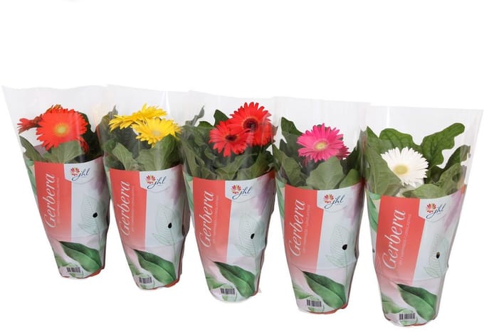 JUNAVERA Gerbera Colourgame (mini potgerbera) | 25 cm hoog | In 9 cm pot | Mix kleuren | Per stuk