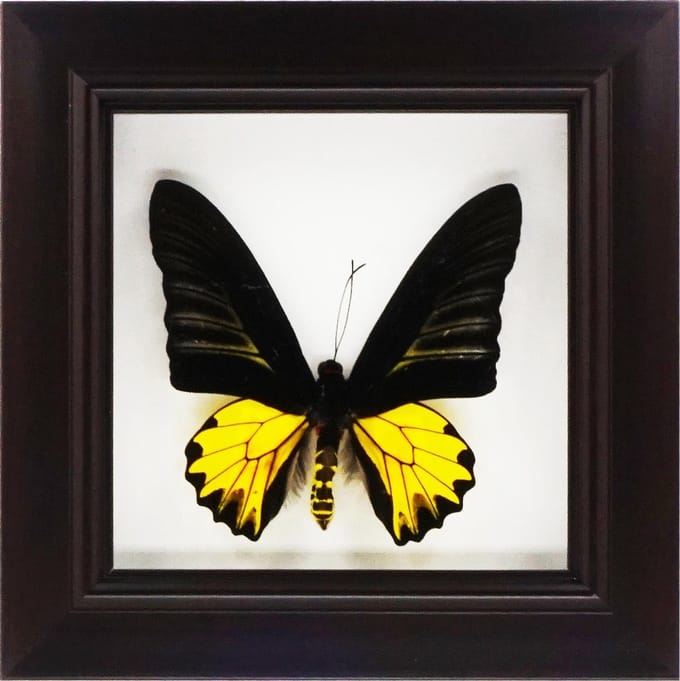 Decoratief opgezette vlinder in donkerbruine  3D lijst.
