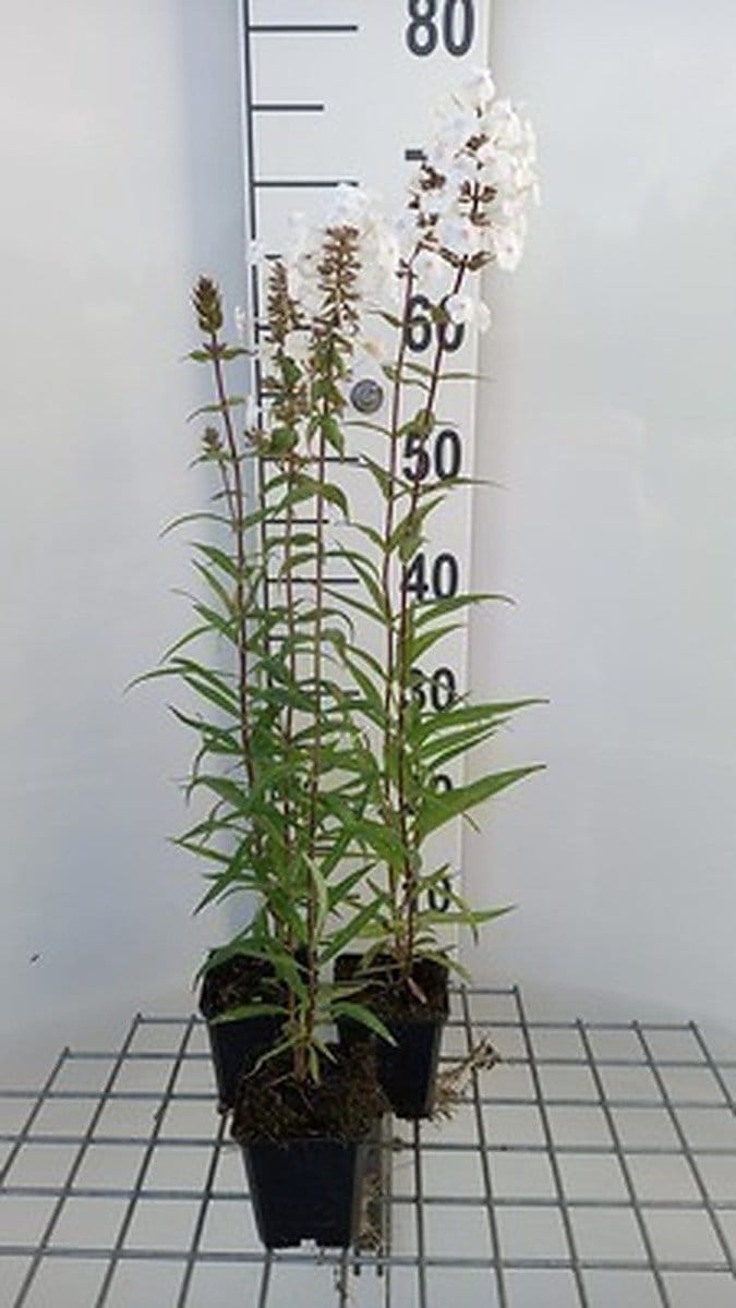 6x Vlambloem - Phlox (m) 'Schneelawine' | 9x9 cm pot