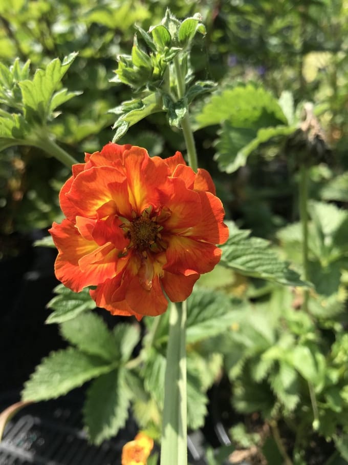 6 x Potentilla ‘William Rollison’ - Ganzerik - P9 Pot (9 x 9cm) - Dima Vaste Planten