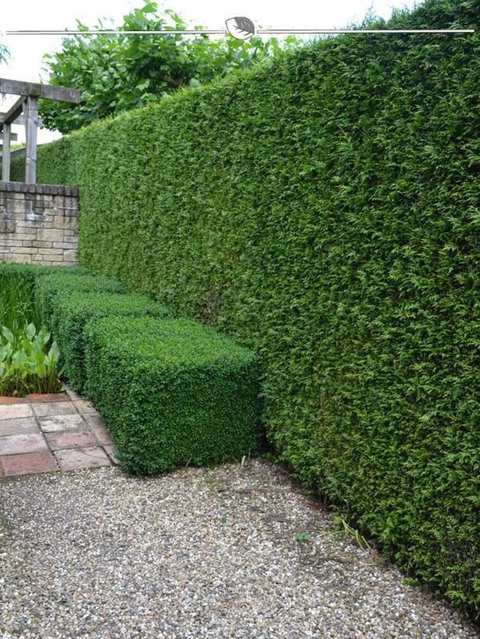Levensboom Thuja plicata Martin 180-200 cm, 8x Haagplant