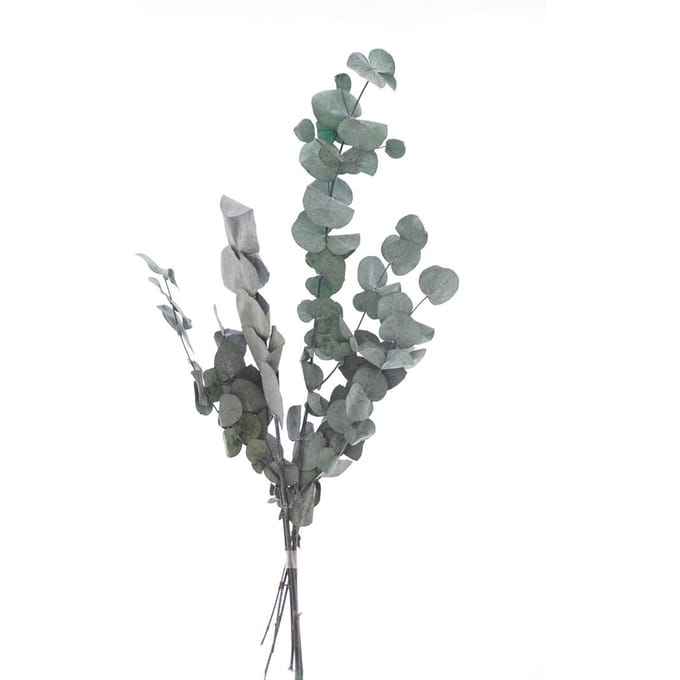 Eucalyptus Cinerea geprepareerd