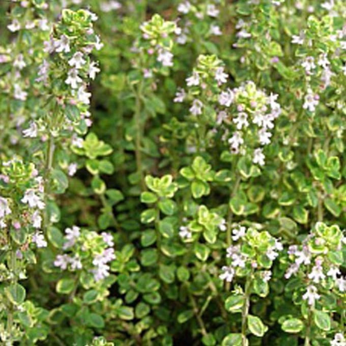 6 x Thymus Citriodorus 'Aureus' - Citroentijm pot 9x9cm