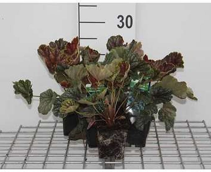 6x Damastbloem - Heuchera hybr. 'Beauty Colour' | 9x9 cm pot