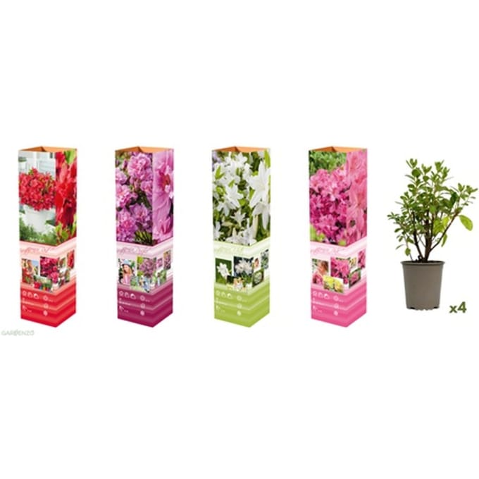 Azalea s: 3 / Rood