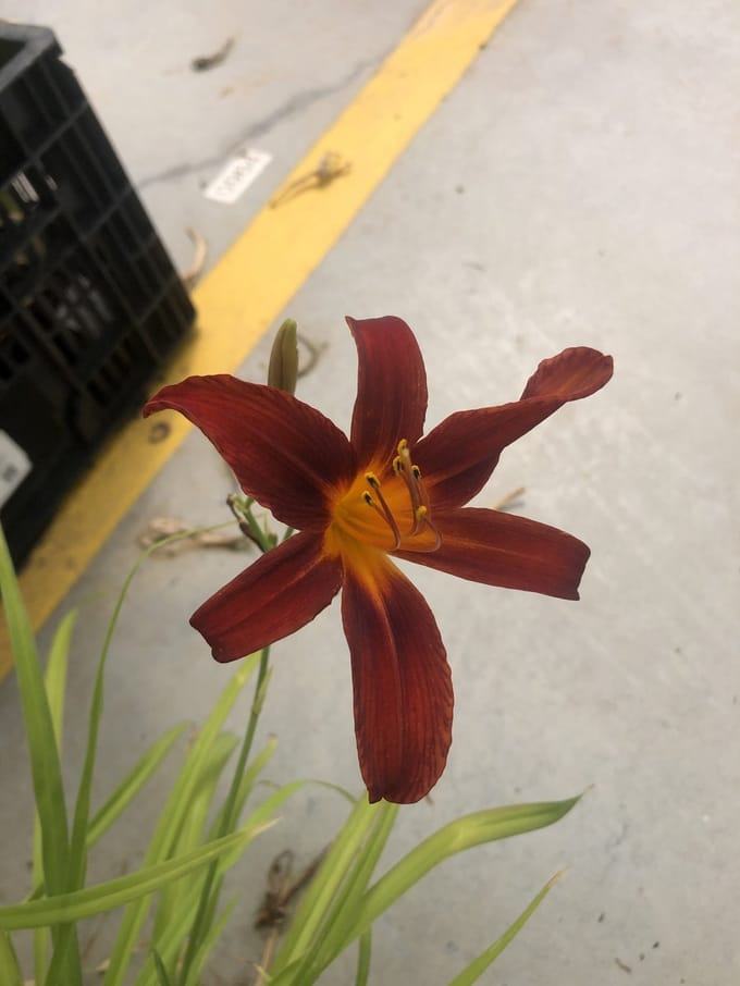 6x Daglelie - Hemerocallis 'Sammy Russell' | 9x9 cm pot