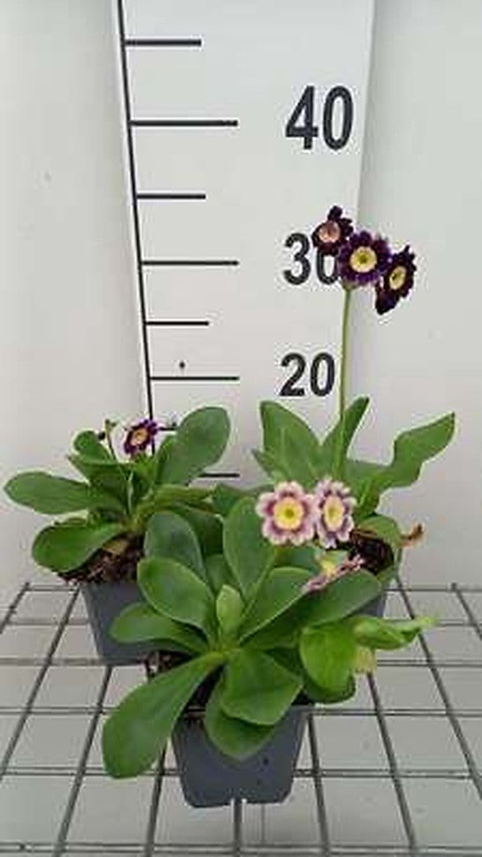6x Sleutelbloem - Primula auricula ( lutea) | 9x9 cm pot