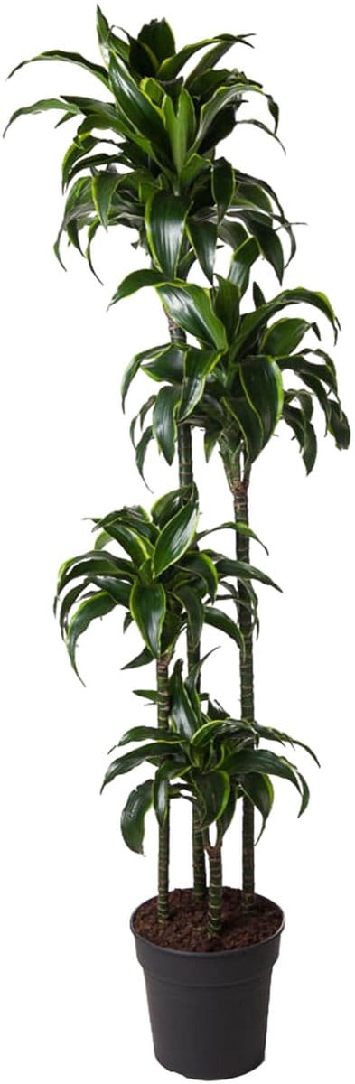 Dracaena Dorado - 170 cm - ø27