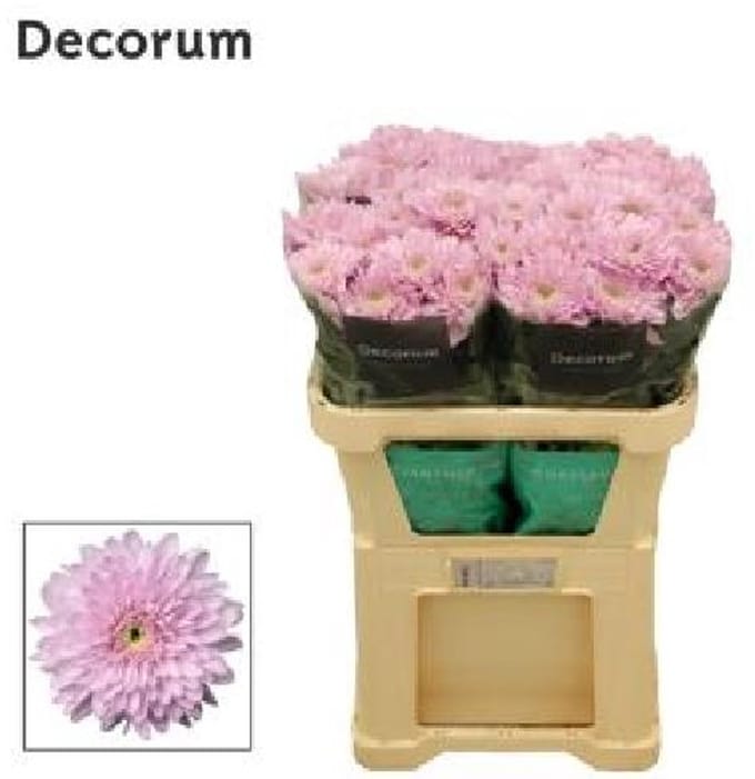 10x Chrysant petrushka 70cm